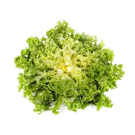 綠捲沙拉菊苣種子(綠卷鬚生菜)