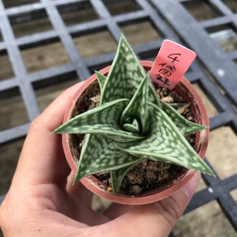 小玉多肉 千代田錦2吋盆 5 19 蝦皮購物