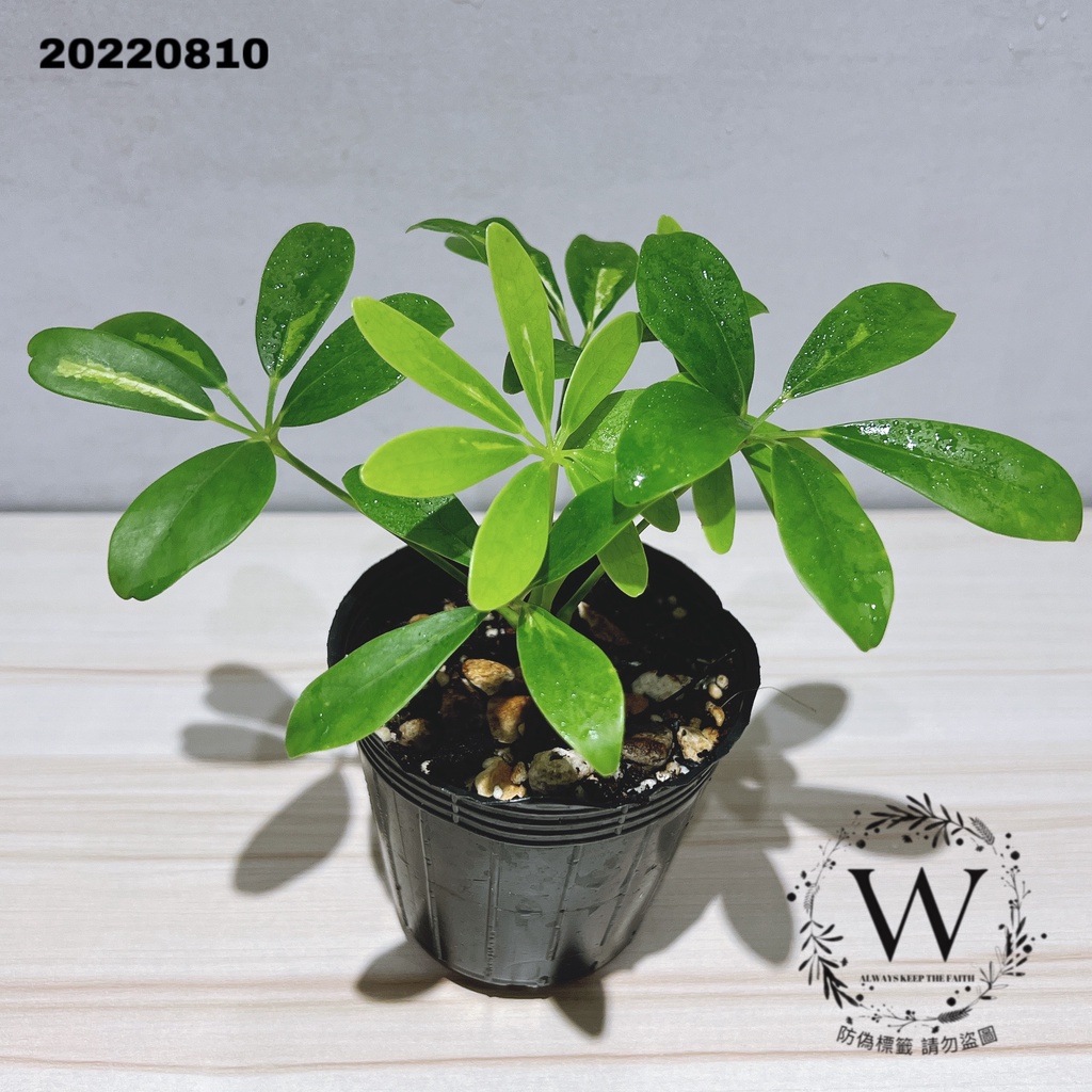[盆栽系列] 斑葉鵝掌藤(3吋) 可換盆 辦公室植物 空氣清淨