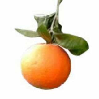 100%純精油 - 甜橙 保存期限：2025.3【LE網路百貨】