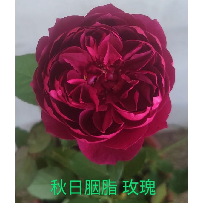 東大興農場 秋日胭脂玫瑰花 玫瑰苗3.5寸盆 觀花植物