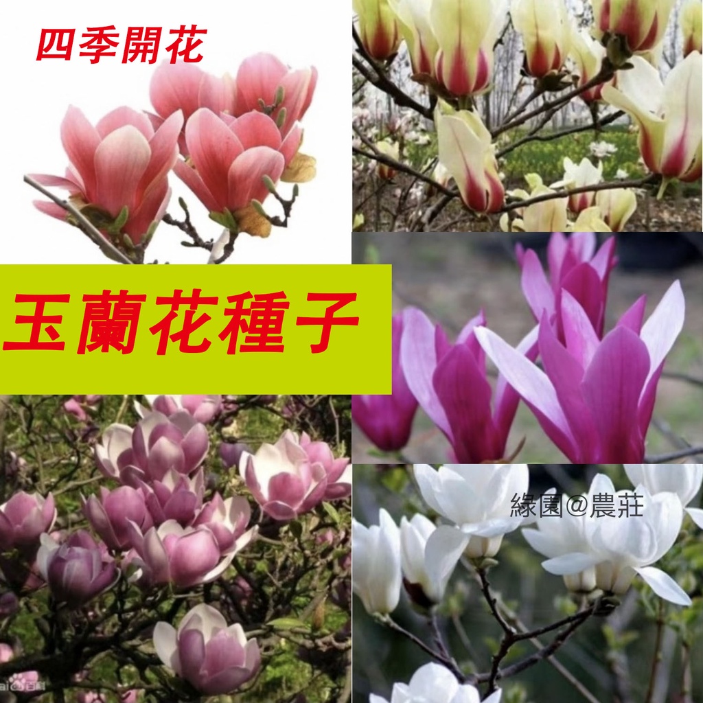 買三送一台灣現貨玉蘭花種子四季開花大型庭院紅黃白紫玉蘭樹苗廣玉蘭花苗綠化種子特賣 蝦皮購物