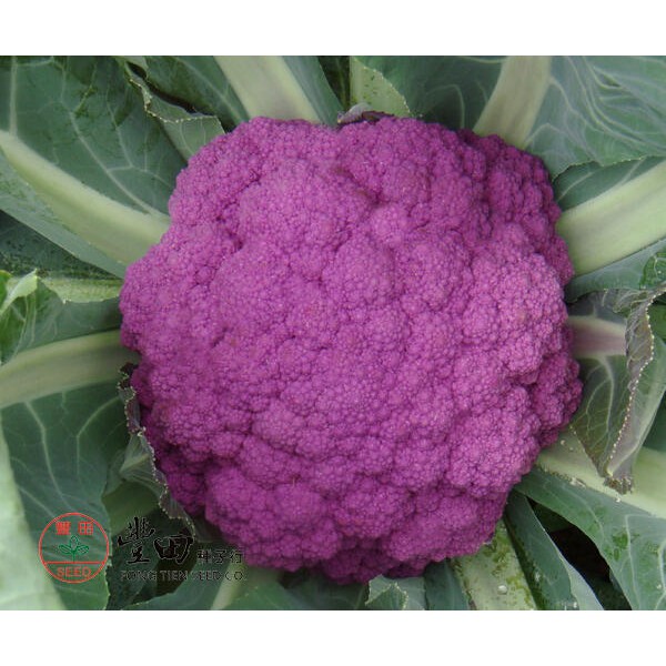 【萌田種子~中包裝】E69 紫雲紫花椰菜種子10公克(約2700粒) , 富含花青素 , 結球緊實 , 每包830元~