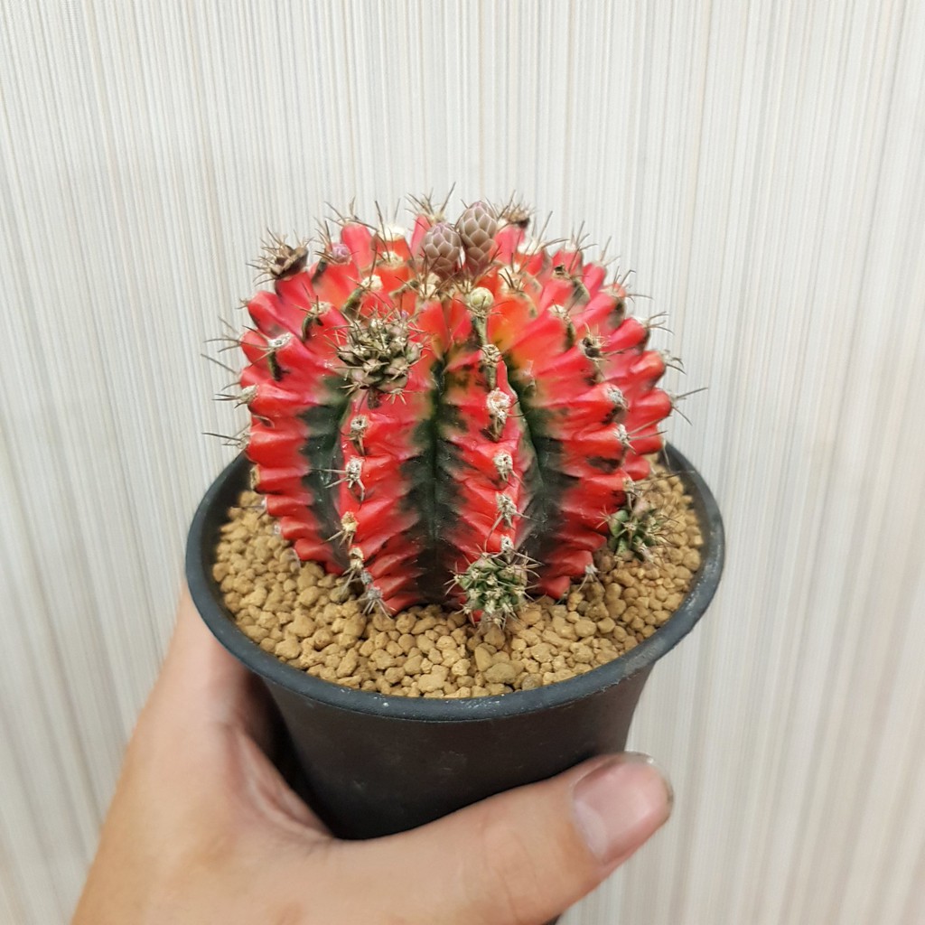 P老闆園藝 火鳳凰緋牡丹錦仙人掌3吋盆 蝦皮購物
