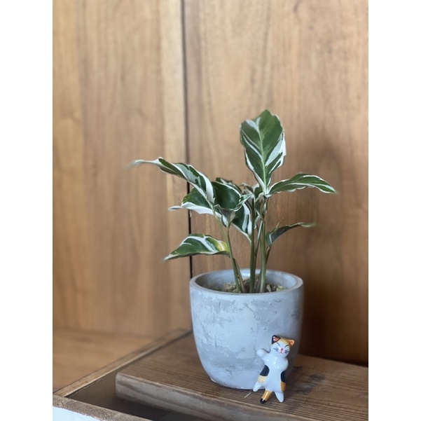 植來植網—室內植物—白油畫竹芋