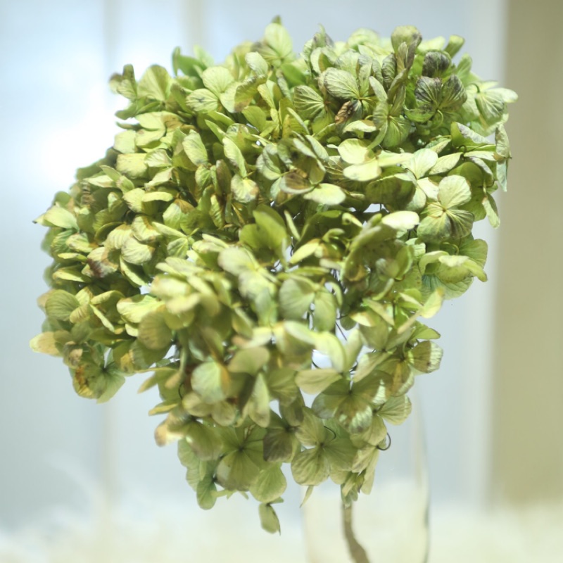 乾燥藍綠色繡球花 又稱紫陽花 可做新娘頭飾手腕花素材 蝦皮購物