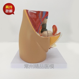 ♥❤教學模擬女盆腔模型女性泌尿生殖系統標本正中矢狀切人體解剖醫學
