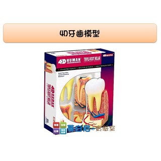 哥白尼的實驗室/生物/4D牙齒模型/牙根 牙齦 牙神經/正版Fame Master/科學玩具