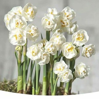 水仙球根的價格推薦 21年8月 比價撿便宜