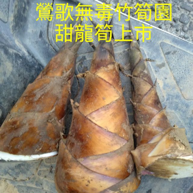 甜龍筍產地直送 鶯歌無毒竹筍園出品 蝦皮購物