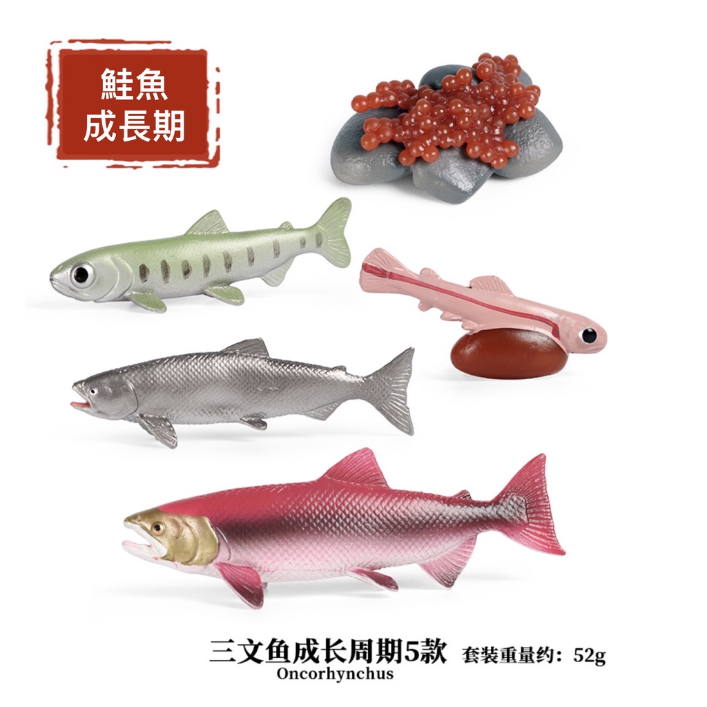 隨草憶境 全套鮭魚成長週期 仿真動物鮭魚三文魚魚類魚魚卵幼魚海水魚淡水魚動物模型玩具益智spg 蝦皮購物