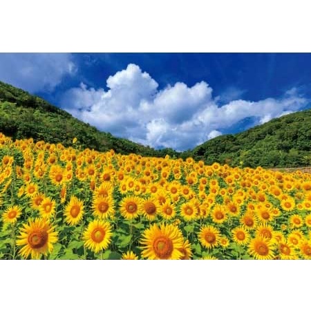 Yanoman 日本拼圖 三重 夏季晴空與閃閃發亮的向日葵 YM10-1421 1000片