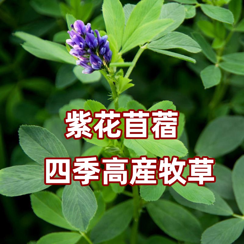 Jozpictsikof0 最も欲しかった 紫花苜蓿锭 紫花苜蓿锭怎么吃