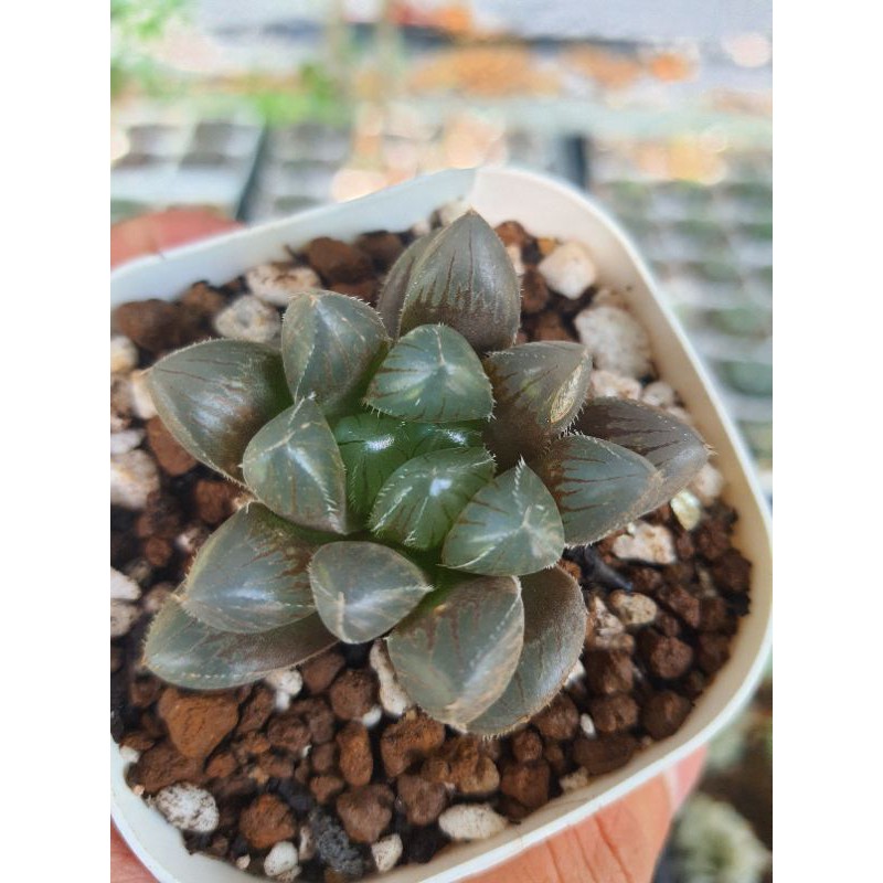 巨大赤線 多肉植物玉露百合科阿福花科 蝦皮購物