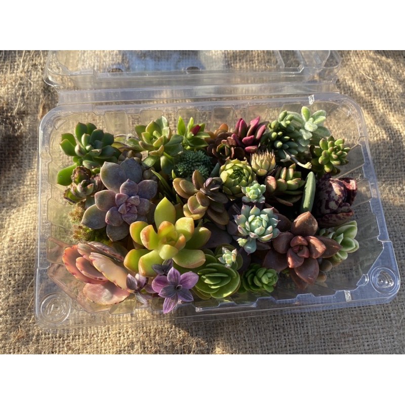 多肉好好買x 荷蘭花園 線上商店 蝦皮購物