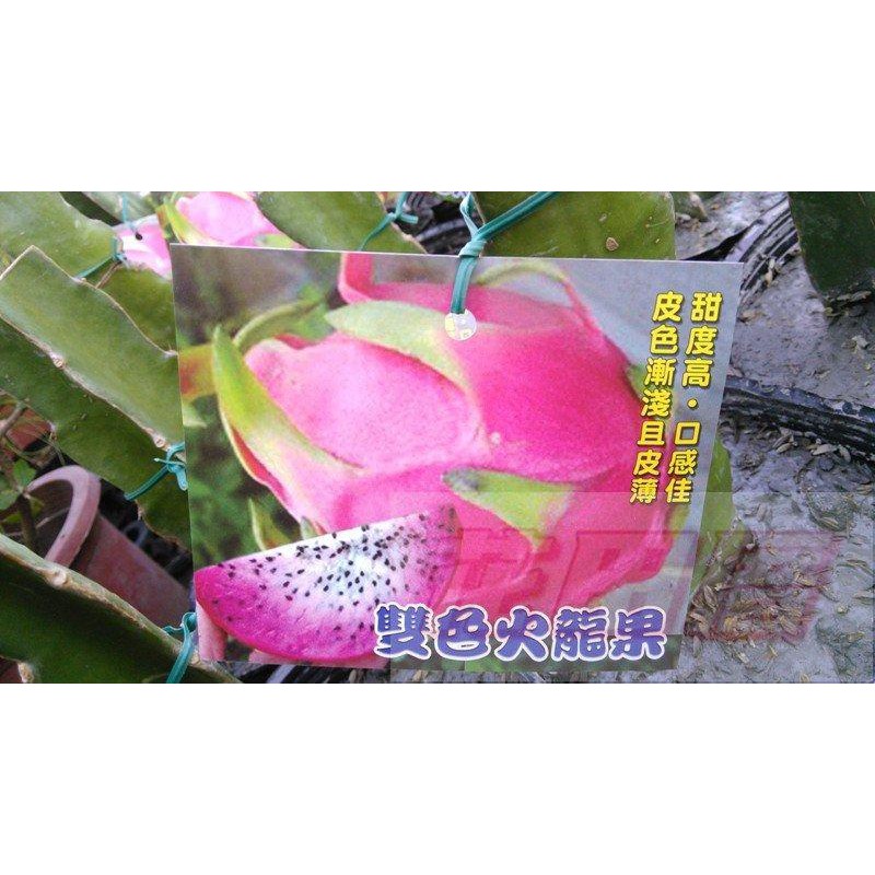 【花田厝】水果苗_雙色火龍果_ 4.5吋盆 高15-25cm 新品種