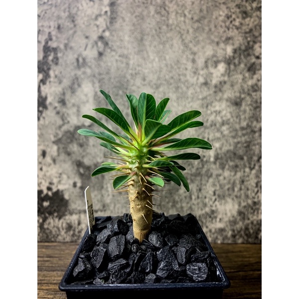 極黑鋪面石 黑魂必備 塊根植物 潮流 多肉植物 質感鋪面 蝦皮購物