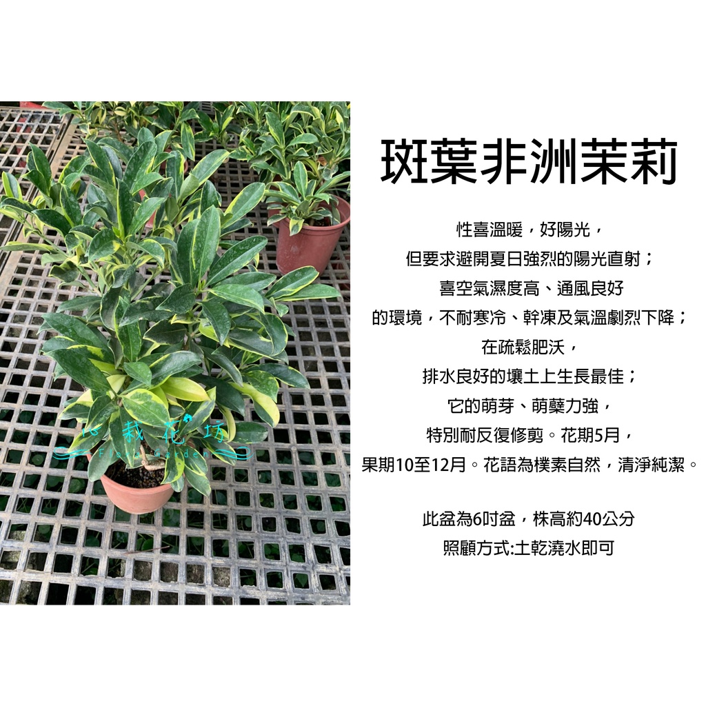 心栽花坊 斑葉非洲茉莉 6吋 觀花植物 綠化環境 蔓性藤本植物 售價250特價0 蝦皮購物