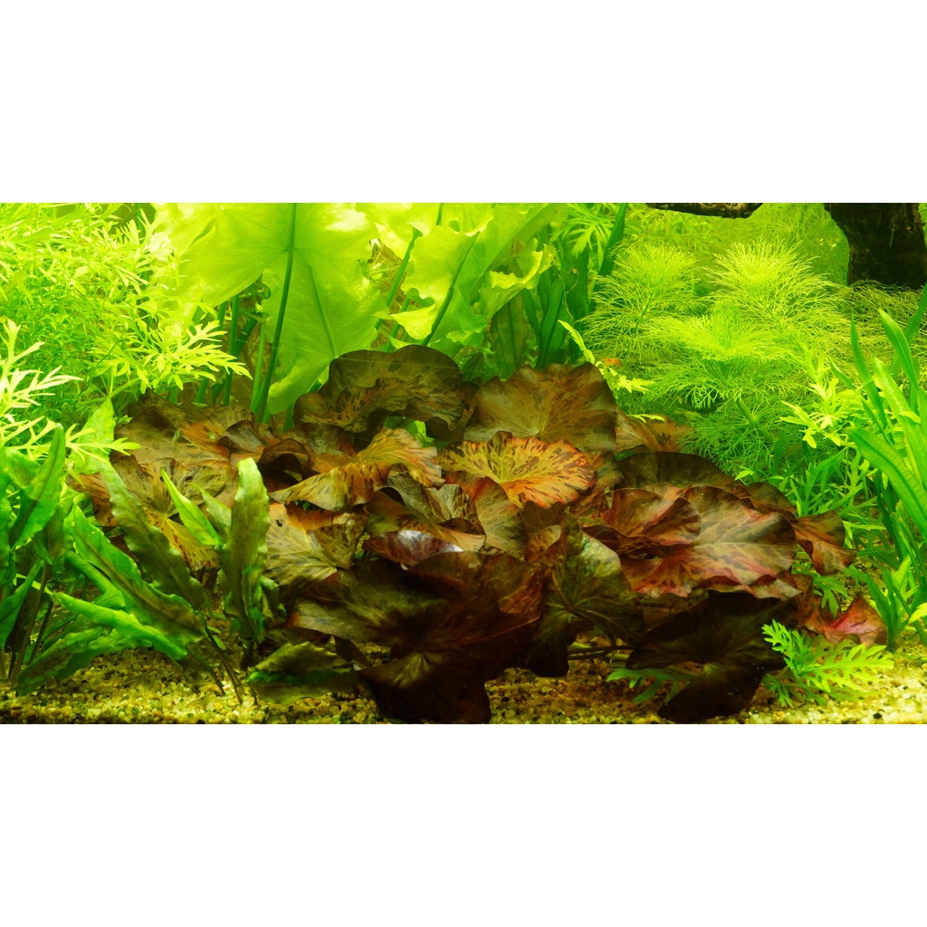 懶人生態水草 虎斑睡蓮 生態水中葉 中株買3送1株 小株 蝦皮購物