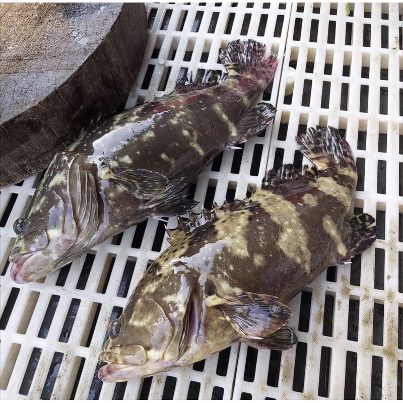 超新鮮自家水產-急速冷凍石斑魚