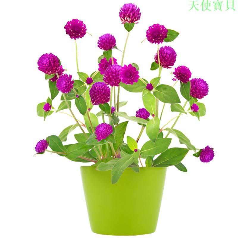 千日紅花種子 Ptt討論與高評價網拍商品 21年8月 飛比價格