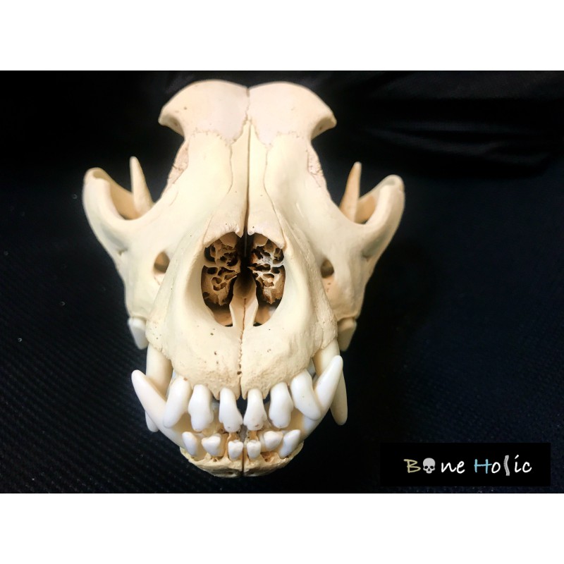 Boneholic 頭骨標本 比特犬 蝦皮購物