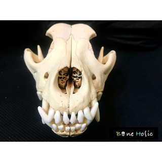 Boneholic頭骨標本 法國鬥牛犬頭骨 蝦皮購物