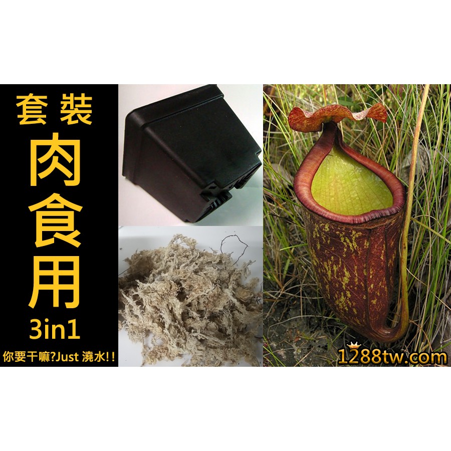 多肉植物番杏科種子 拍賣 評價與ptt熱推商品 21年4月 飛比價格