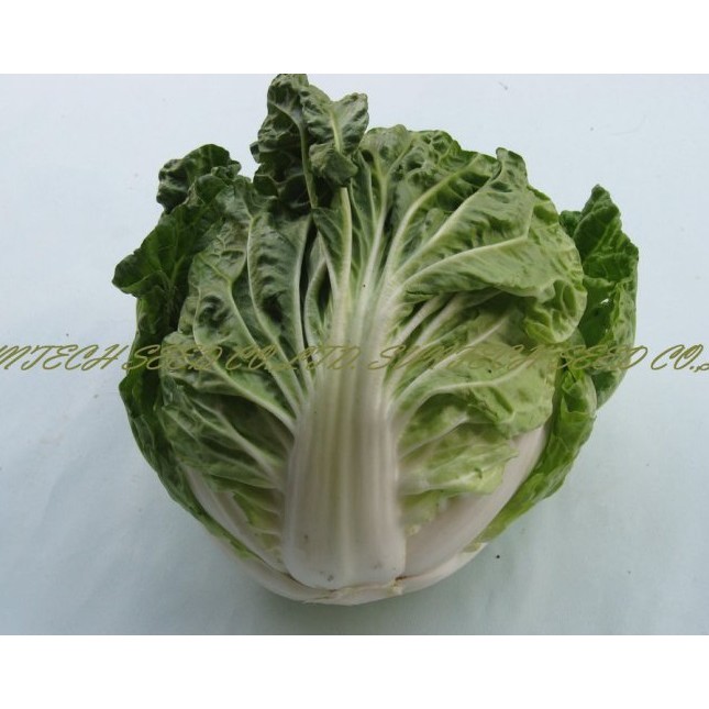 【大包裝蔬菜種子L273】夏天結球白菜~最適合夏天種植，因為較野性，風雨後恢復力強。