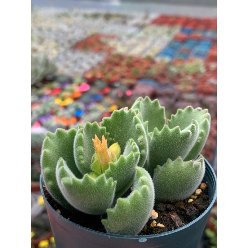 麗加 多肉植物 綠熊 熊童子 目前市場大缺貨 現貨參考圖3黑方盆 限量 蝦皮購物