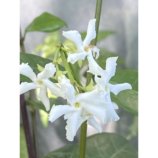 天穎穎園藝～（大）白風車茉莉花苗～90公分以上～111/12/4更新實拍