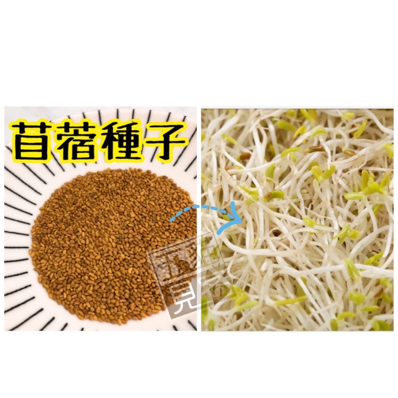 買3送1 苜蓿種子種植組兔子牧草牧草種子紫花苜蓿兔牧草陸龜草牧草苜蓿草生菜沙拉五貓見客 蝦皮購物