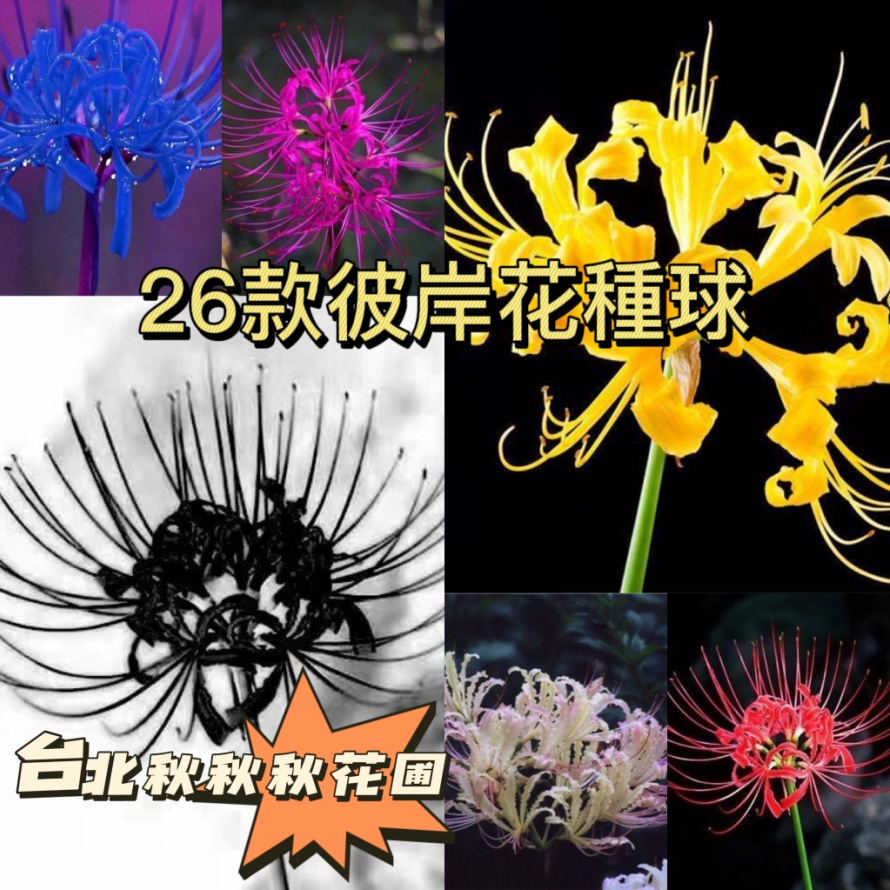 彼岸花種球的價格推薦 22年3月 比價比個夠biggo