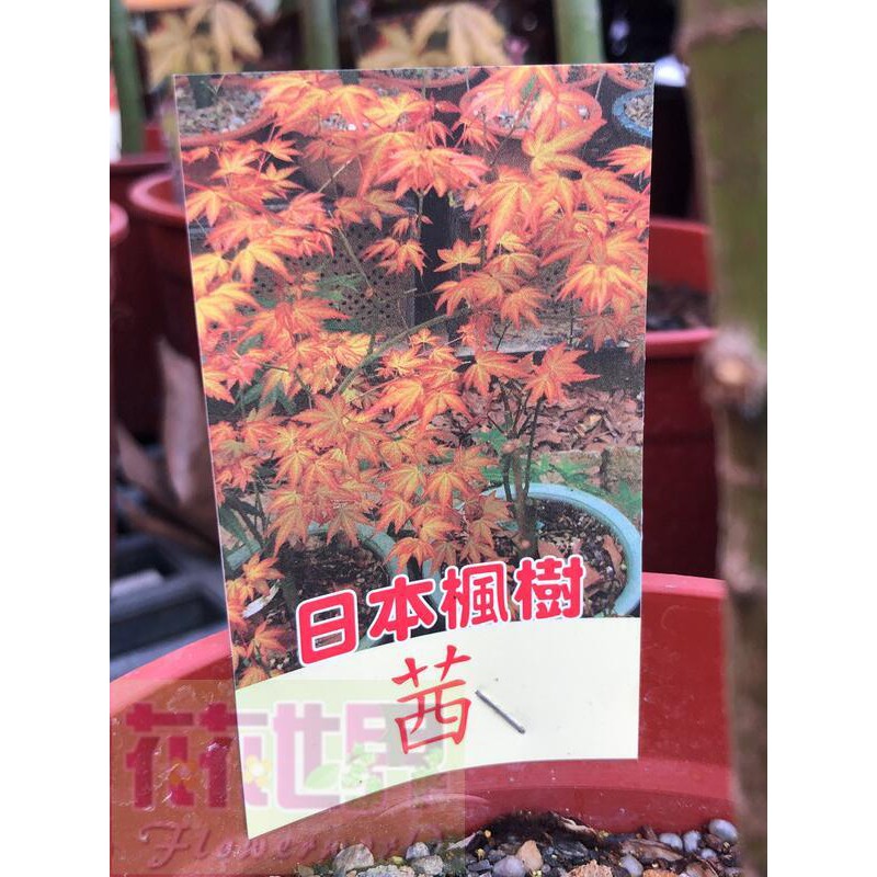 花花世界-楓葉-楓樹苗**日本楓樹-茜**5吋盆/高20-30cm/ 色彩豐富 /MA