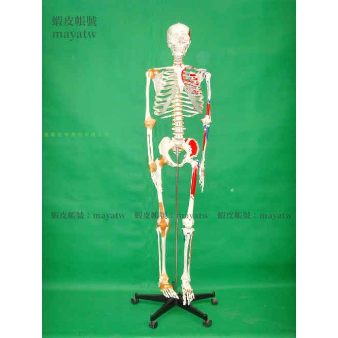 (MD-B_0667)人體骨骼付右邊肌肉著色左邊關節韌帶模型 人體模型170CM骨骼模型