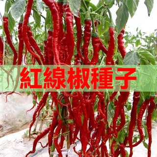 紅線椒種子 香辣杭椒美人椒辣椒種籽 四季播長辣椒種子 陽臺盆栽辣椒種子 蔬菜種子