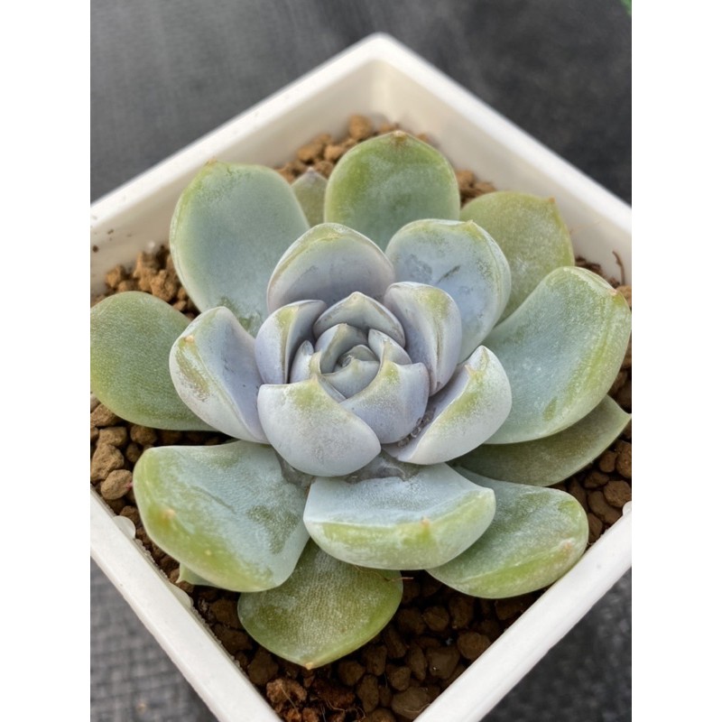 雪兔 3吋 微根 脱盆寄出 多肉植物 蝦皮購物