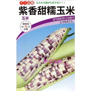 【野菜部屋~】N07 紫香甜糯玉米種子5公克 , 口感香且Q , 甜度高 , 生長強健 , 每包16元 ~