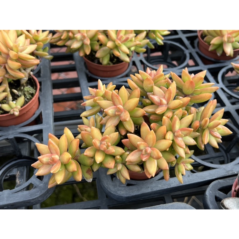 多肉好好買多肉植物銘月 蝦皮購物