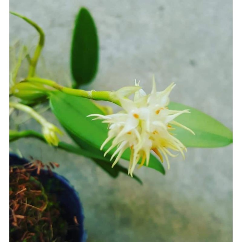 Bulb Odoratissimum 密花石豆蘭 蝦皮購物
