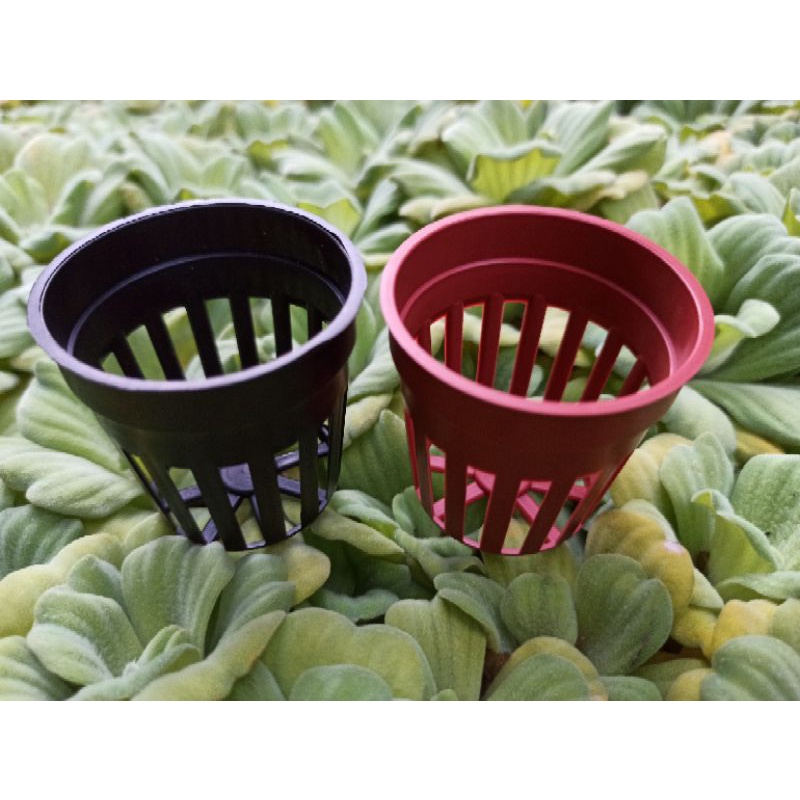 現貨 全館590免運 1 7寸 5 2cm 水草栽培盆水族水草栽培 多肉植物栽培 育苗 水耕培植籃 蝦皮購物