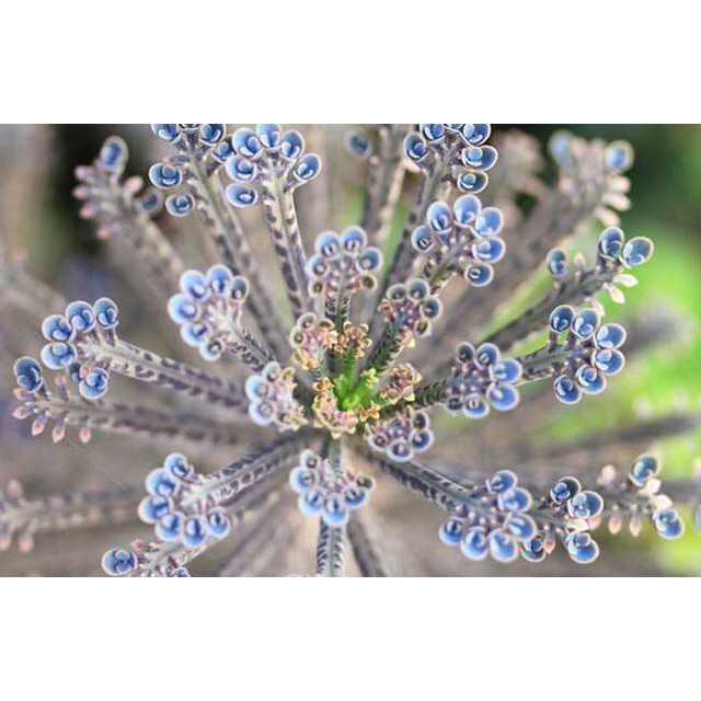 多肉夢幻不死鳥錦不死鳥1寸盆 現貨 蝦皮購物