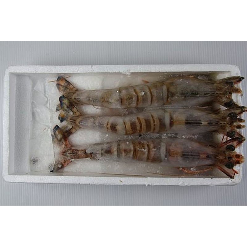【萬象極品】斑節蝦(明蝦) 3尾/約450g~頂級海鮮食材~絕對挑動您的味蕾~