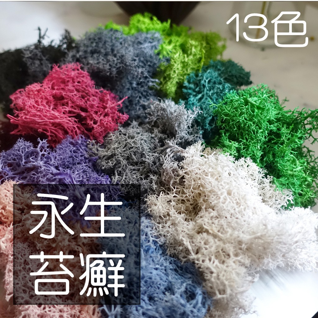 My Wonderful 14色 Moss馴鹿苔12g 25 永生苔癬 永生水草 馴鹿苔 乾燥花材 永生花材 蝦皮購物