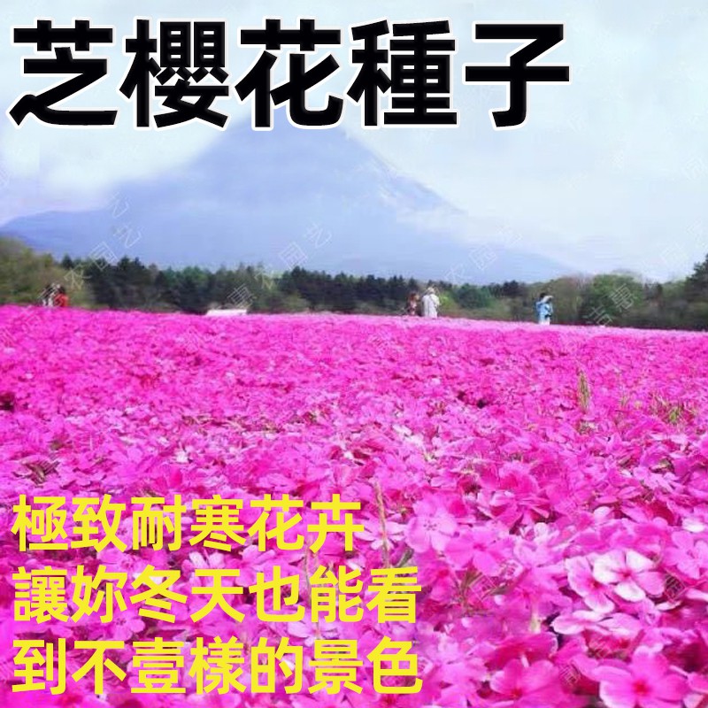四季 福祿考種子 芝櫻花多年生宿根花卉耐寒耐旱叢生植物花卉種 蝦皮購物