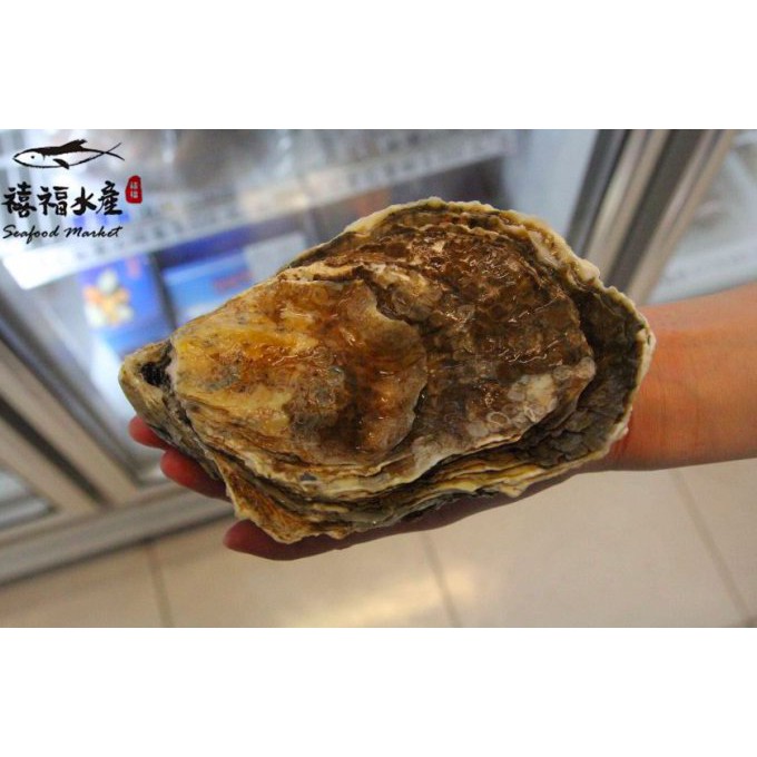 【禧福水產】待補貨 美國原裝生食級帶殼大生蠔L◇$特價129元/顆◇最低價鮮蚵夯肉燒烤居酒屋酒吧熱炒團購中秋節餐廳團購