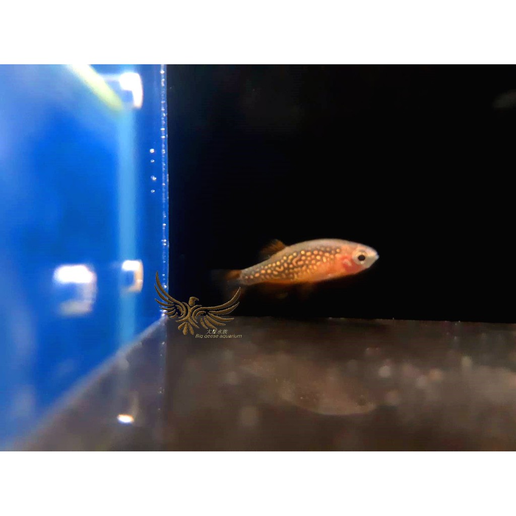 河馬水族 火翅金鑽燈魚除貝蚤除蟲剋星魚缸觀賞魚飼料水草缸水族可混養溫馴 高級飼料餌料 蝦皮購物