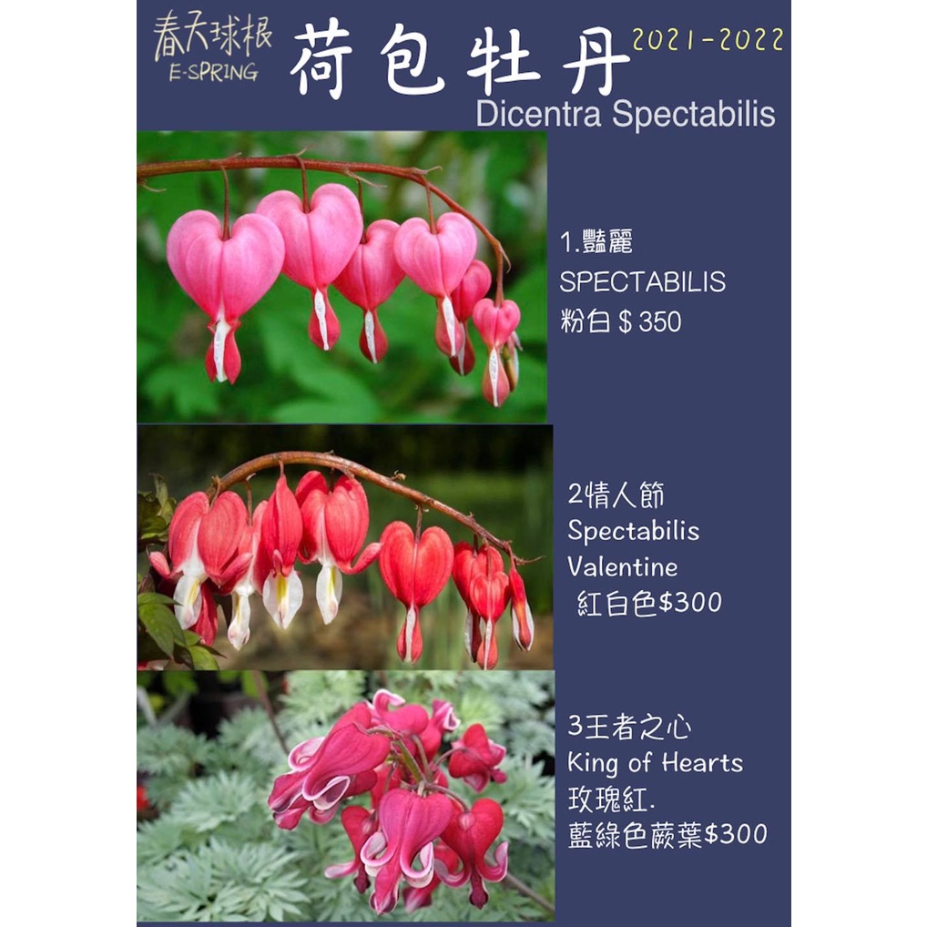 牡丹球根的價格推薦 22年2月 比價比個夠biggo