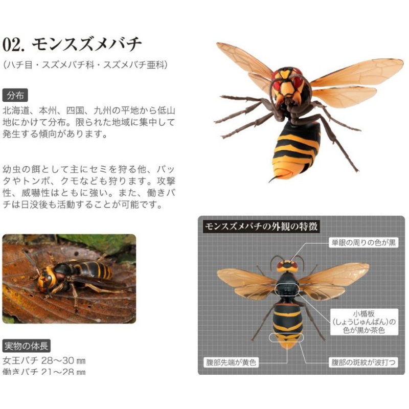 Xx即將登場 Bandai 萬代烏龜陸龜哥吉拉雞母蟲獨角仙鍬形蟲螃蟹糰子蟲蜘蛛胡蜂環保扭蛋扭蛋 蝦皮購物