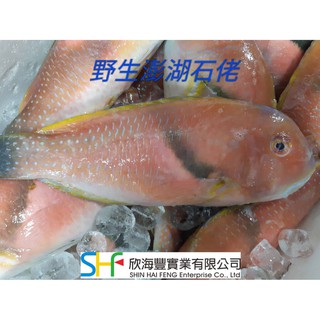 【海鮮7-11】 澎湖石佬魚(野生) 殺清後400-500克/隻 *肉質細緻美味❤ **每隻290元**